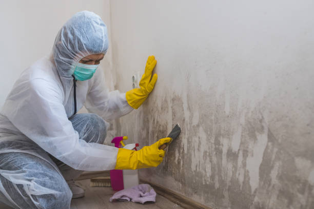 Best Mold Damage Restoration  in South Alamo, TX